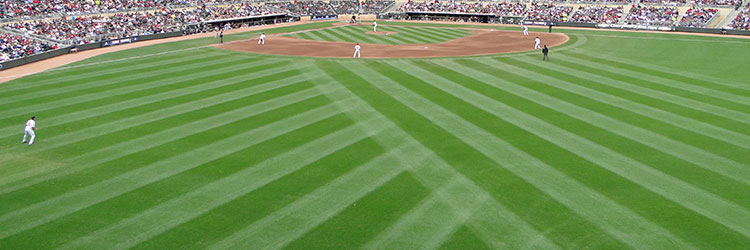 softball field grass